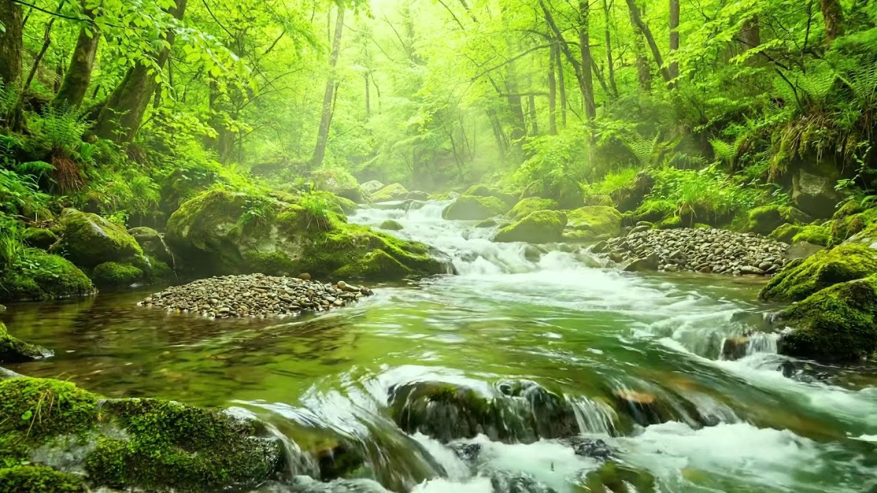 Wonderful Deep Forest Ambience, Gentle Stream Flow, Birds Singing, and Healing Nature Sounds ASMR