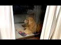 大好きな飼い主に怒られたショックで家の中に入ってこなくなった犬がこちらです。