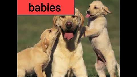 NCERT class 2 EVS chapter 16 animal world ( REVISION of full lesson)