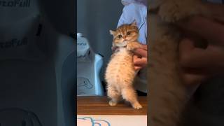 Cute Dancing Cat (Милый танцующий кот)