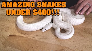 BEST BALL PYTHONS FOR REASONABLE PRICE?? We look at the best pet snakes $400 or LESS!!