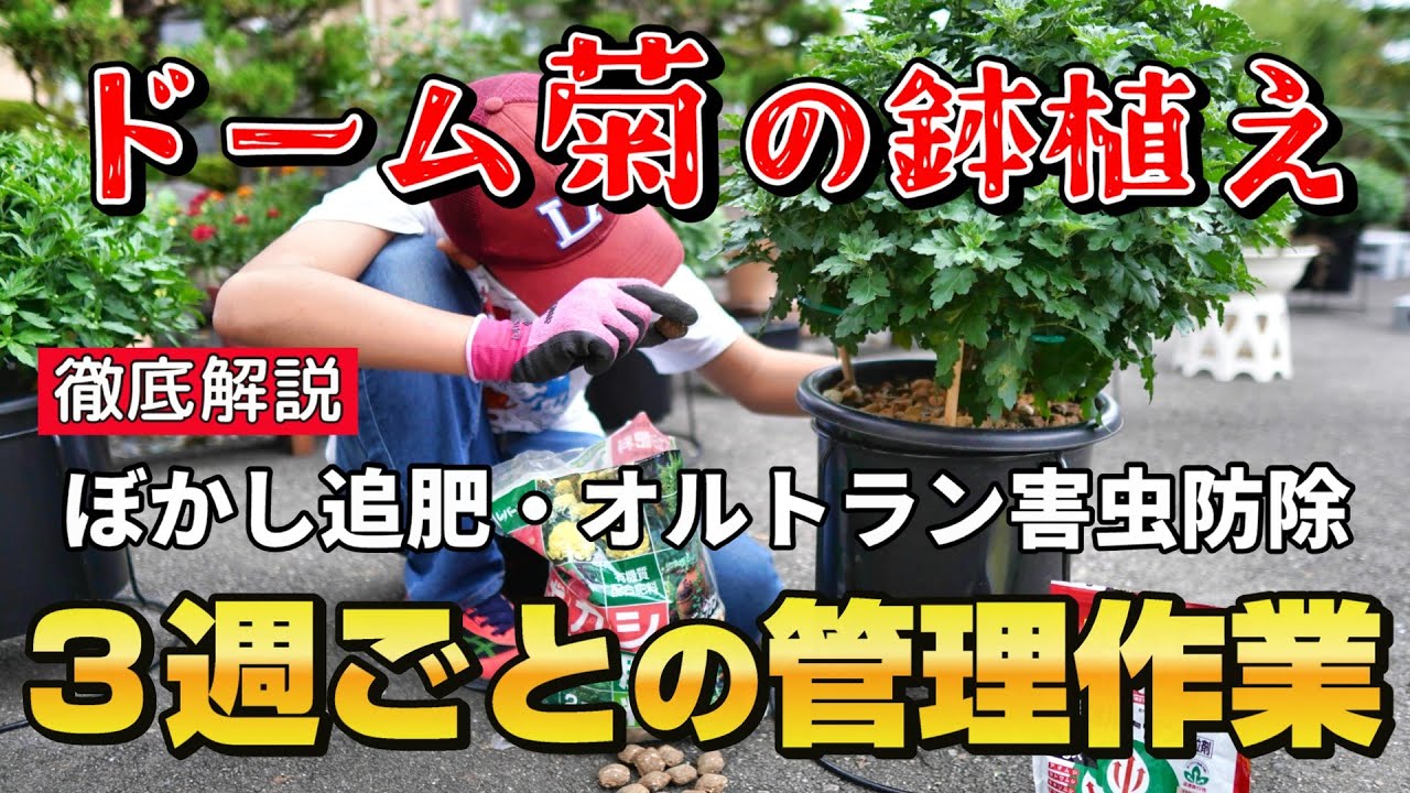 ドーム菊2024⑫ 【3週ごとの管理作業】ぼかし追肥・オルトラン害虫防除を徹底解説!