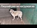 Пожилые собаки в приютах: волшебная &quot;пилюля&quot; для долголетия