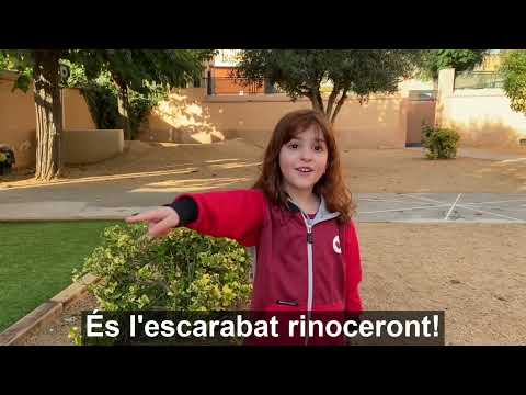 Vídeo: Els insectes més ràpids del món