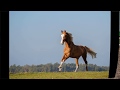 Wonderful kwpn horse