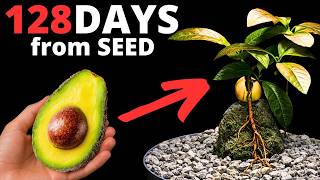 How to Make an Avocado Bonsai on a Moss Rock (128-Day Timelapse)