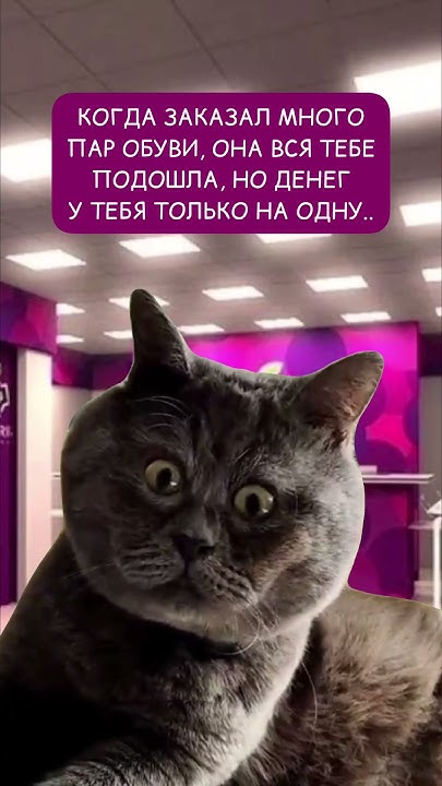 Мемный котик #кот #cat #юмор #мем #приколы #смешно #топ #рек #тренд # ...