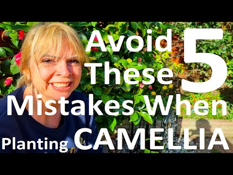 Video: Rostliny kamélie zóny 6 – výběr kamélií pro klima zóny 6