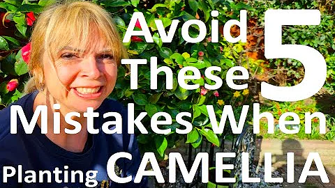 Avoid these 5 Mistakes When Growing and Planting Camellias - DayDayNews