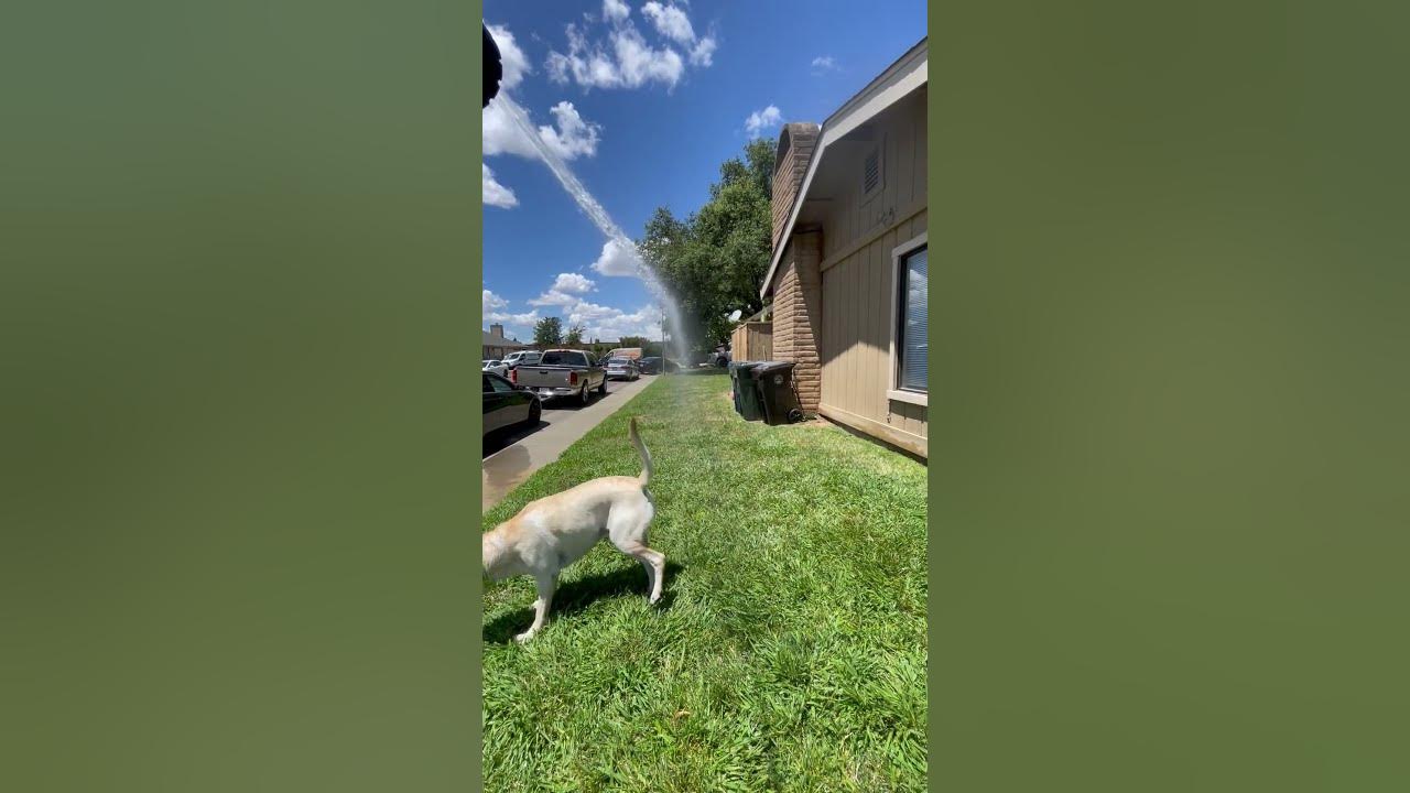 Lab Dog Obsessed with Hose Water YouTube