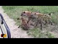 AMAZING!! - Baby Hyena Fights for its Life after Sudden Attack from Rival Clan