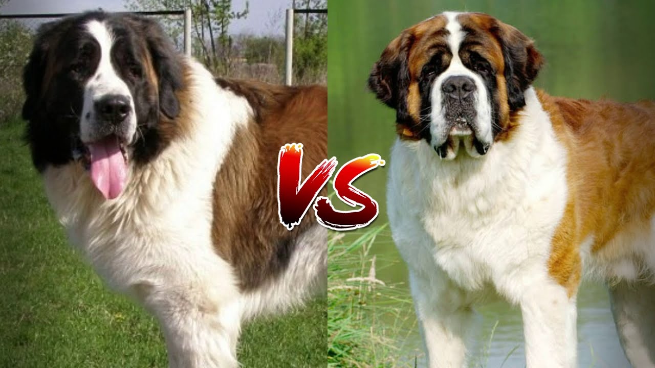 Чем Отличается Сенбернар От Московской Сторожевой Фото – Telegraph