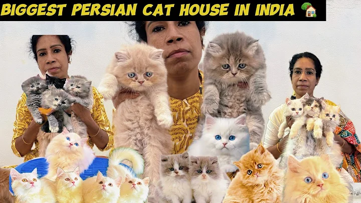 Watch the video about Biggest Persian cat house 🏡in India|persian cat sale in low price|1000+😱cats in one home|breeding