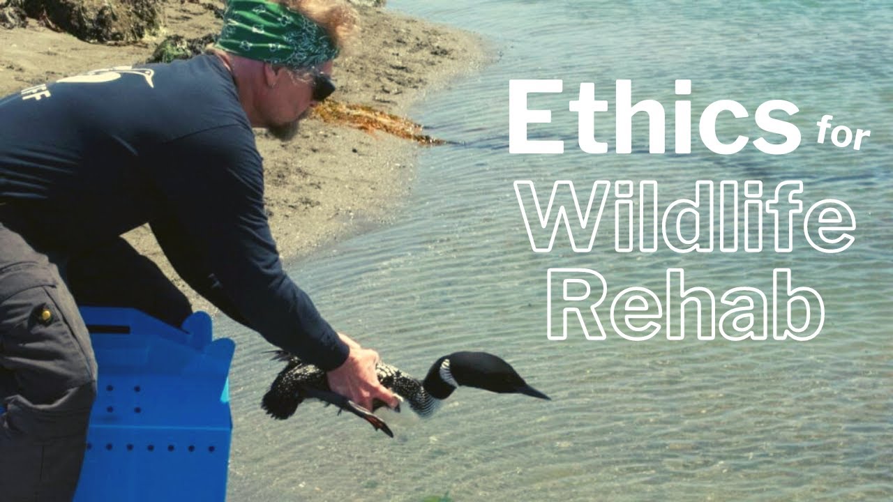 Ethics in Wildlife Rehabilitation A for Wildlife Rehabbers