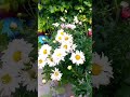 Chrysanthemum in summer#garden #ytshorts 👍👍🌼