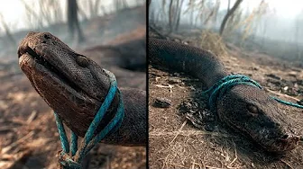 The Most Terrifying Creatures Ever Found thumbnail