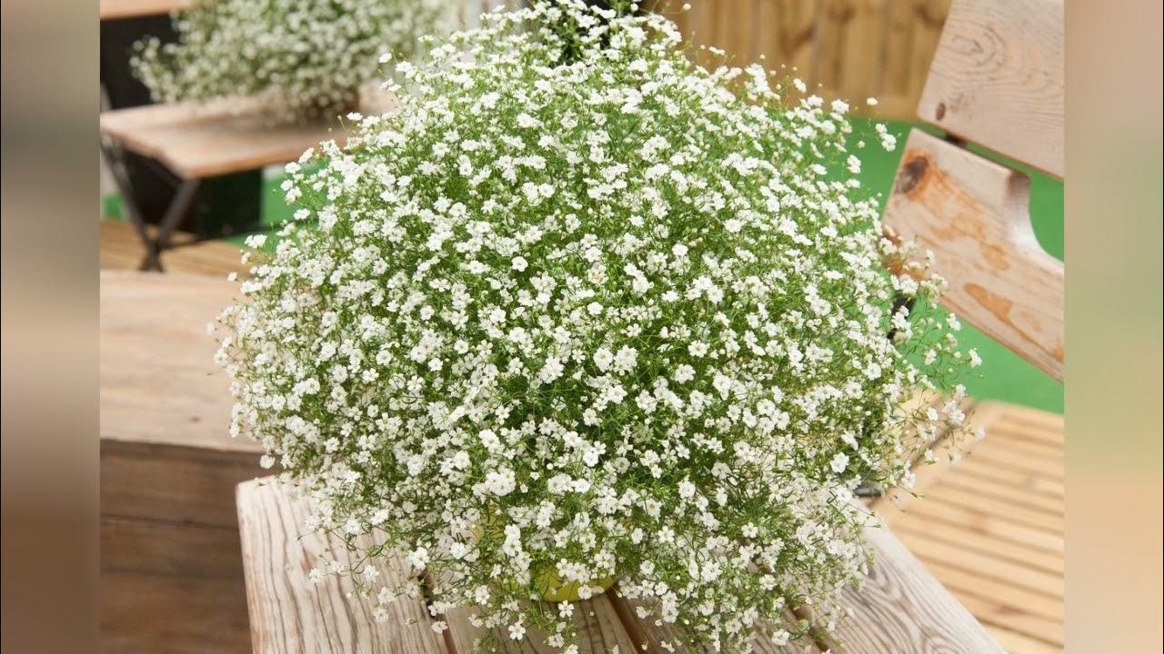 Гипсофила метельчатая снежинка. Гипсофила махровая многолетняя. Гипсофила тихоокеанская (gypsophila pacifica). Гипсофила метельчатая паникулата. Гипсофилы цветы описание.