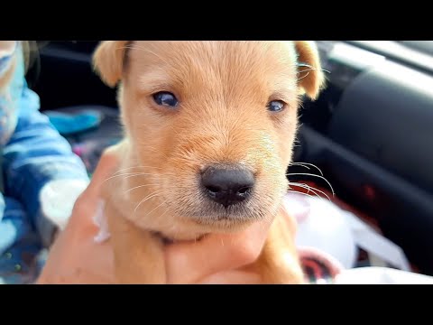 Video: Miten saada koiranpentu lopetettavaksi