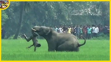 15 Unbelievable Elephant Attacks & Interactions Caught On Camera