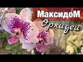 ОРХИДЕИ в Максидоме на ￼Ленинском пр. (СПб). Как обстоят дела с поставками.