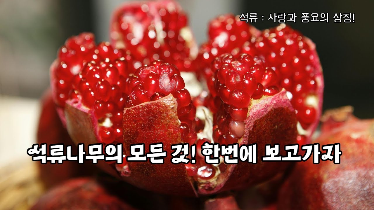환상적인 석류꽃부터 탐스러운 열매까지! 석류나무 완전 정복 가이드 꽃석류나무, 석류나무 꽃, 석류나무의 모든 것 - YouTube