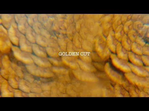 Golden Cut - Tanya Donelly, Gabi Lima