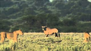 Nature: Honey Badgers - HoustonPBS