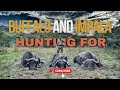 Hunting for Buffalo and Impala