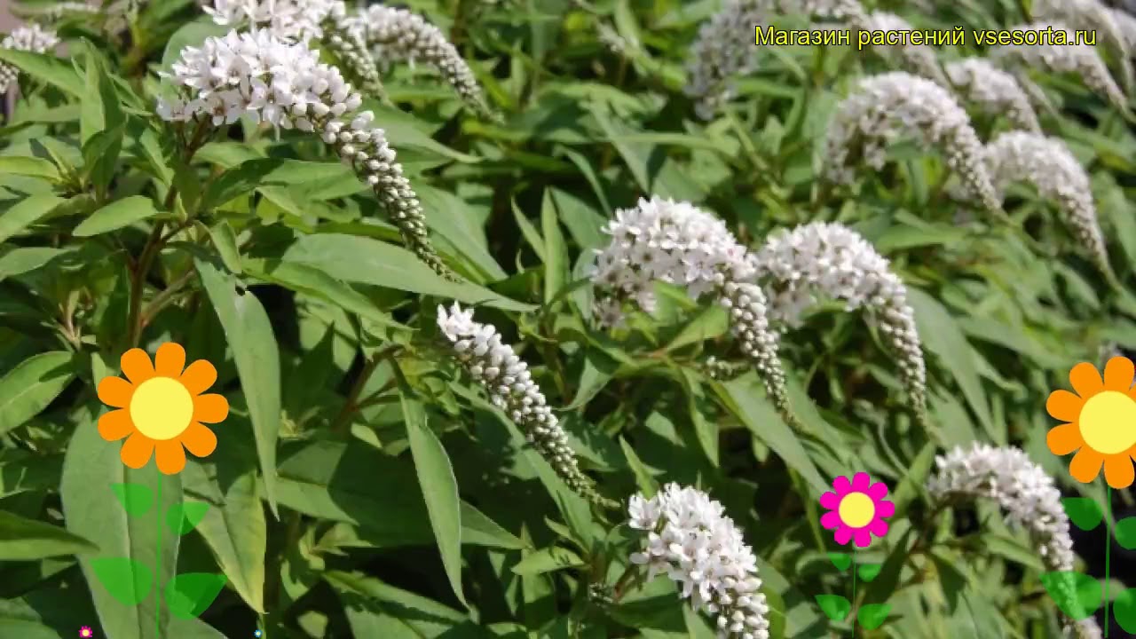 Вербейник ландышевый. Краткий обзор, описание характеристик lysimachia ...