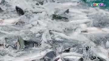 Cá hồi bơi kín sông, không ai ra bắt ở Mỹ