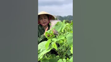 Cây cối xay có công dụng hỗ trợ trị sỏi thận #câythuốcnam  #sỏithận