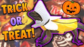 Our Reptiles go Trick-or-Treating for Halloween!