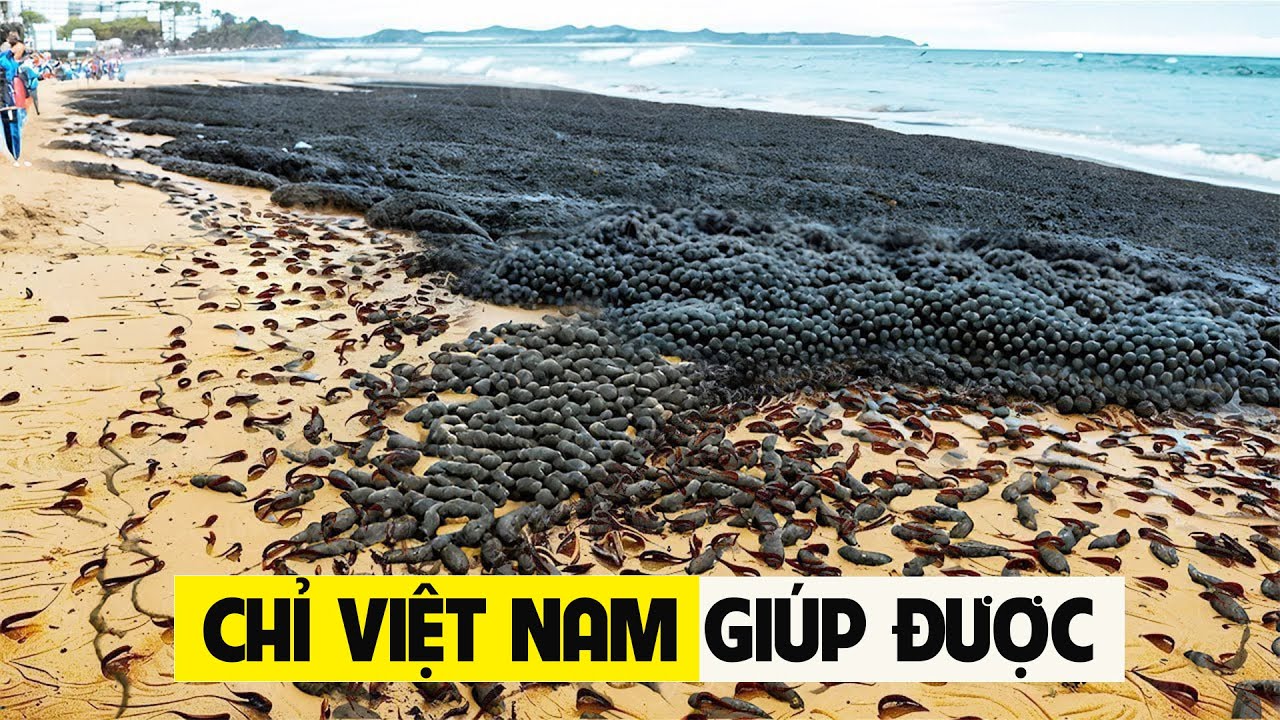 Outline Video Những Sinh Vật Ngoại Lai Gây Ác Mộng Cho Châu Âu Nhưng Bị Dân Nhậu Việt Nam Cho Lên Đĩa