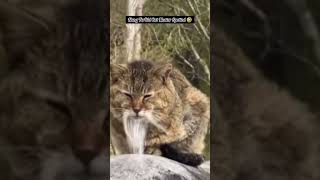 Kung Fu Old Cat Master #kungfu #cat #funny #chinese #funnyclips #status #shorts
