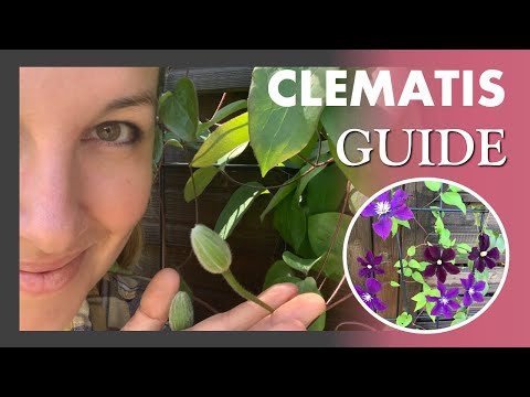 Video: Wir Beschäftigen Uns Mit Dem Pflanzen Von Clematis