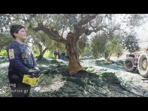 Πρωτοποριακή συγκομιδή ελιάς
