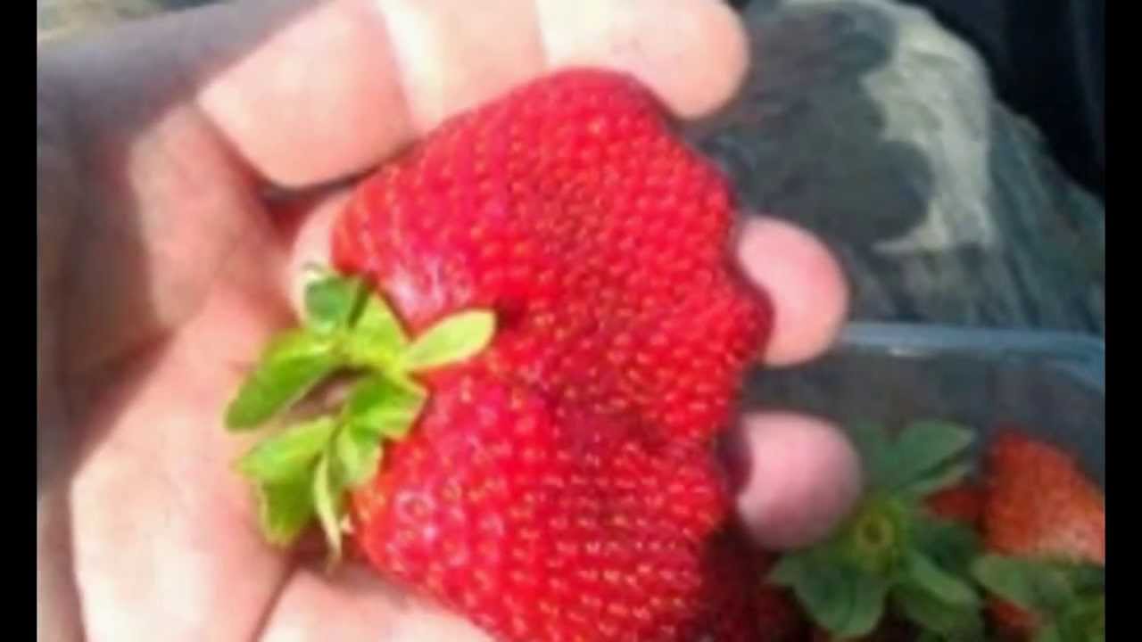 World Record Largest Strawberry In The World Youtube