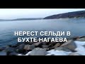 Нерест тихоокеанской сельди в бухте Нагаева, Магадан