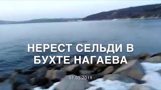 Нерест тихоокеанской сельди в бухте Нагаева, Магадан