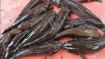 Phúc YouTube !! bắt cá bống dừa về kho tiêu cá bống dừa nhiều quá thấy mê luôn