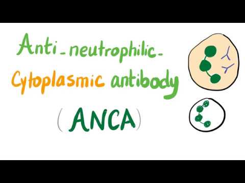 آنتی بادی های سیتوپلاسمی ضد نوتروفیل (ANCA)