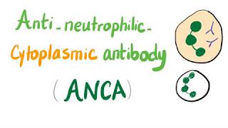 Anti Neutrophilic Cytoplasmic Antibodies (ANCA)