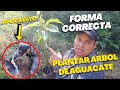 Cómo PLANTAR un Árbol de AGUACATE | MEJOR MÉTODO para Sembrar PALTA