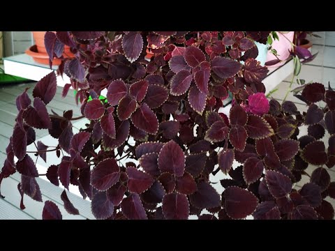 Video: Yapışkan Coleus Yaprakları