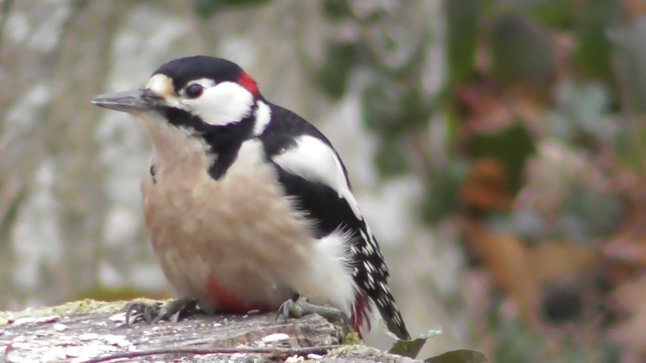 Great Spotted Woodpecker ; Buntspecht am Futterplatz ; Ciocănitoarea pestriță mare