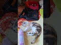 mmmm a morder ven bananana y tu tubo de hierba...Miau😺
