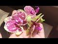 #орхидеи Ещё детки?😜.. О да, Экофус - что происходит после  полива, небольшой обзор орхидей.