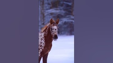 Thumbnail of What is your favorite christmas song?⛄🎄#animals #horse #equestrian #christmas #favourite