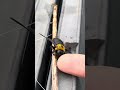メダカ水槽で溺れるクマハチを救出する#メダカ