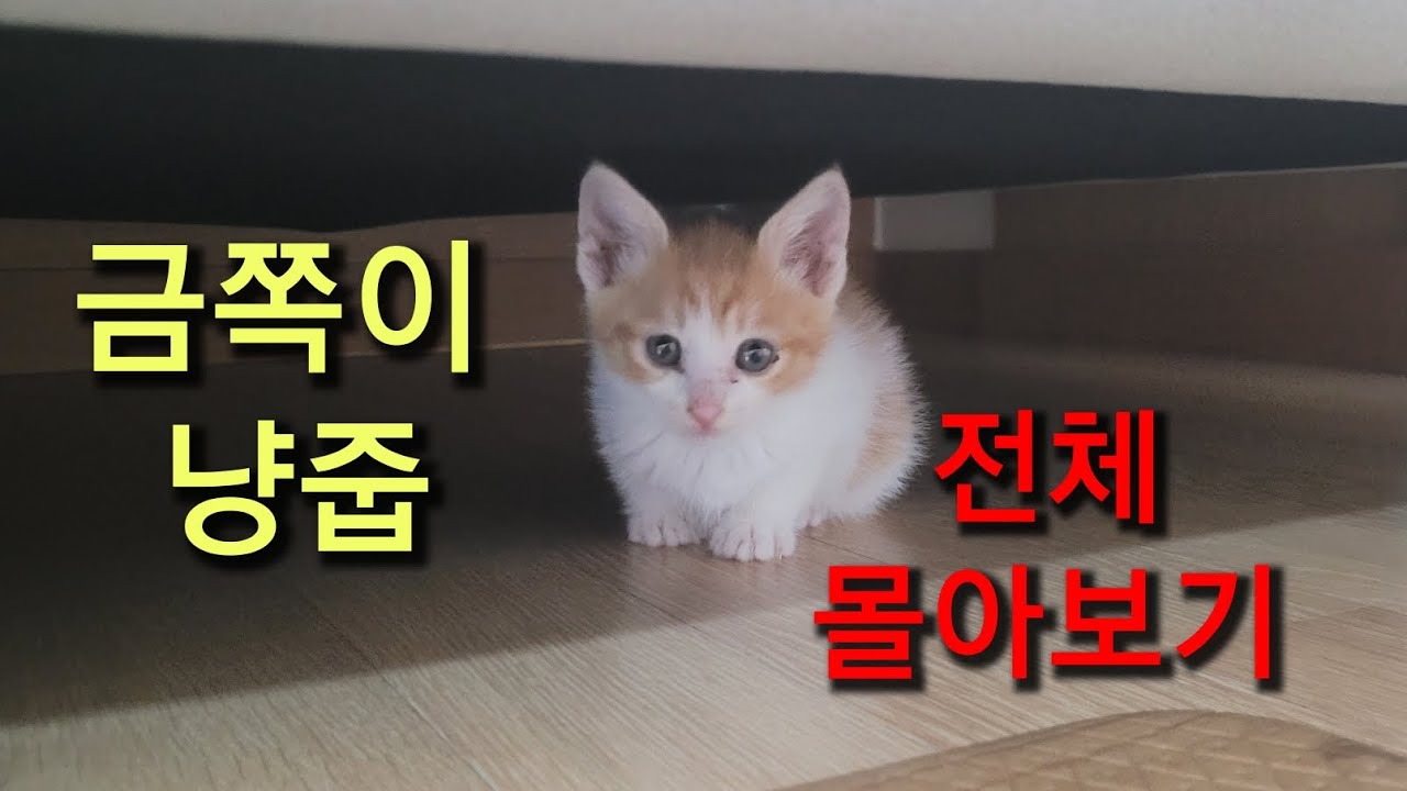 몰아보기..지하 폐기물 창고에 버려진 아기고양이